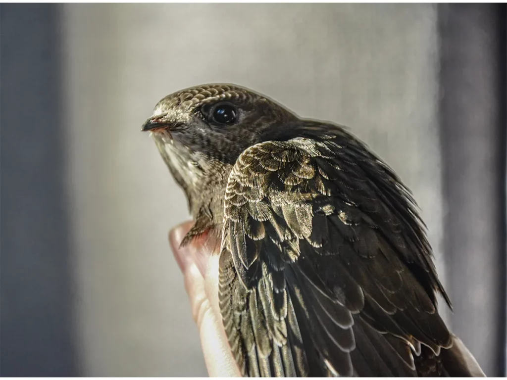 Jerzyk - nietypowy pacjent Chiron