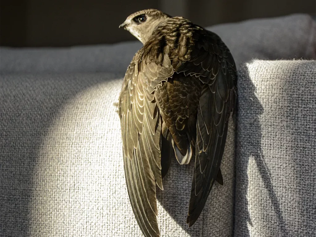 Jerzyk - nietypowy pacjent Chiron