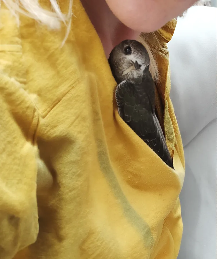 Jerzyk - nietypowy pacjent Chiron